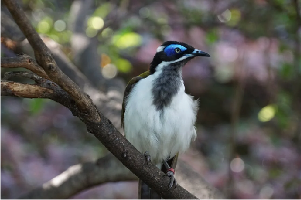 conservação ambiental