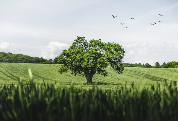 educação ambiental e sustentabilidade