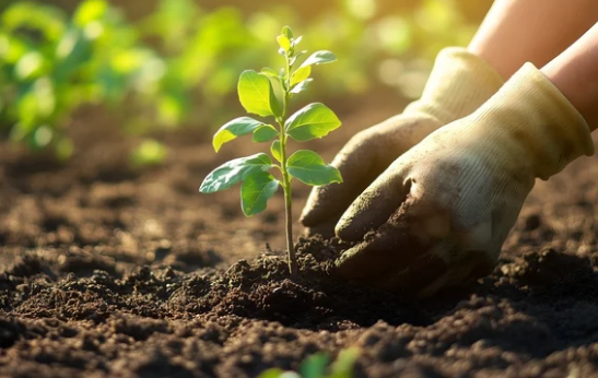 como as plantas se alimentam
