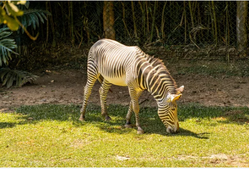zoológico de são paulo