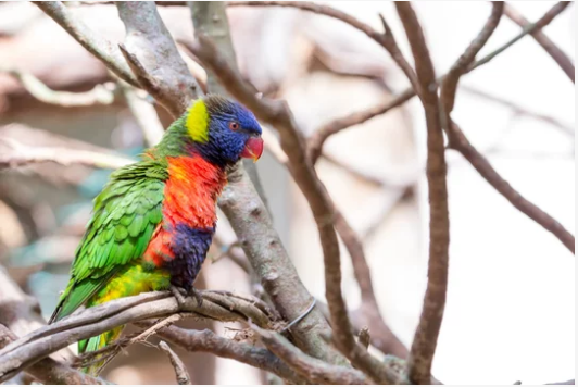 zoológico de são paulo