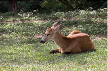 zoológico de são paulo