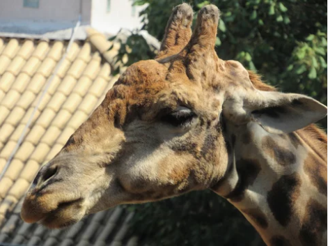 zoológico de são paulo