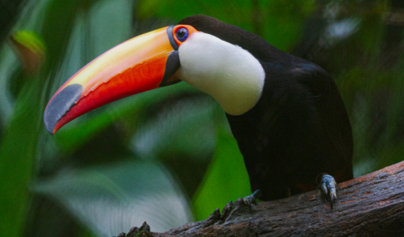 zoológico de são paulo