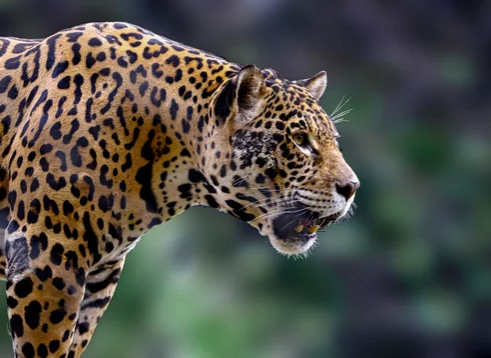 zoológico de são paulo