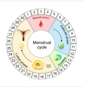 ciclo menstrual